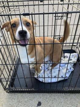 Ryder (AL) -  Dachshund and Beagle Dog for Adoption in New York, New York - Ryder (AL) | PetCurious