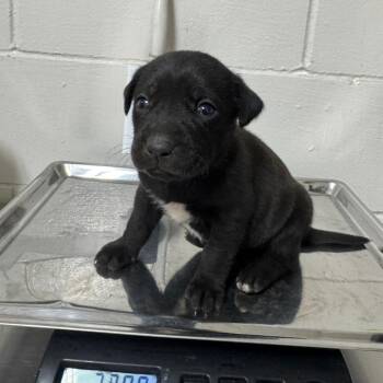 Terrier Dogs Available for Adoption in Birmingham, Alabama - Bashful | PetCurious