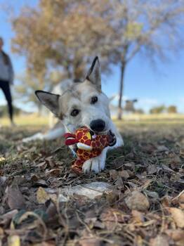 Rescue Siberian Husky Dogs for Adoption in Gatesville, Texas - Nikida | PetCurious