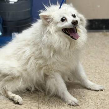 American Eskimo Dog Dogs Available for Adoption in Bullhead City, Arizona - SLEET | PetCurious