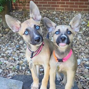Chihuahua Dogs Available for Adoption in Sunderland, Maryland - Azul & Miel | PetCurious