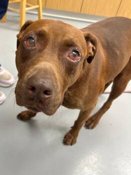Nicki -  Terrier and Labrador Retriever Dog for Adoption in Hartsville, South Carolina - Nicki | PetCurious