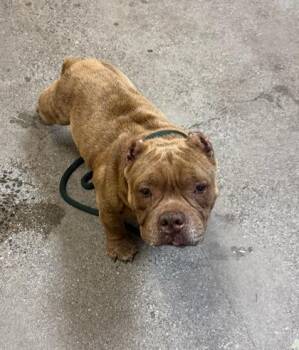 Mr. Bubbles -  American Bulldog and Mixed Breed Dog for Adoption in Honolulu, Hawaii - Mr. Bubbles | PetCurious