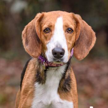 Hound Dogs Available for Adoption in Summerville, South Carolina - Stella @ Foster | PetCurious