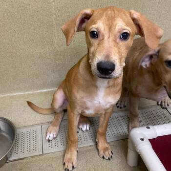 Corky -  Coonhound and Labrador Retriever Dog for Adoption in Monroe, Georgia - Corky | PetCurious