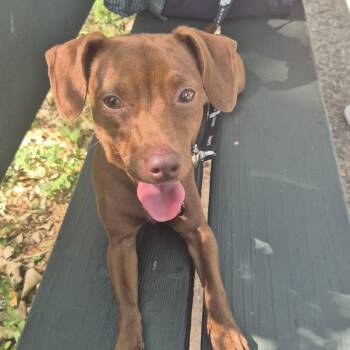 Blaze -  Dachshund Dog for Adoption in New York, New York - Blaze | PetCurious