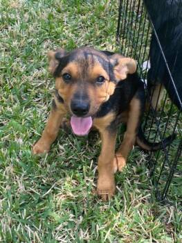 Snickers -  German Shepherd Dog Dog for Adoption in Garland, Texas - Snickers | PetCurious