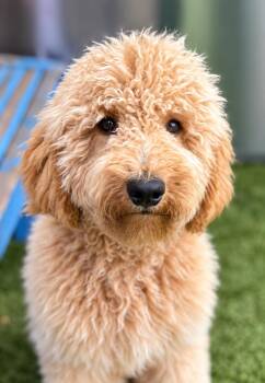 Fozzie -  Goldendoodle Dog for Adoption - Fozzie | PetCurious