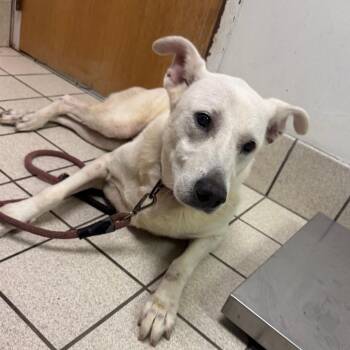 Opie -  Mixed Breed Dog for Adoption in Charleston, West Virginia - Opie | PetCurious