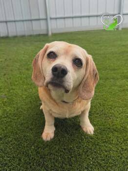 Mercy -  Puggle Dog for Adoption in Delson, Quebec - Mercy | PetCurious