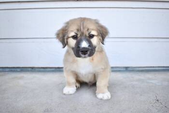 Rescue Great Pyrenees and Pit Bull Terrier Dogs for Adoption in Frisco, Texas - Pugsley | PetCurious