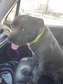 Pit Bull Terrier Dogs Available for Adoption - Mixel | PetCurious