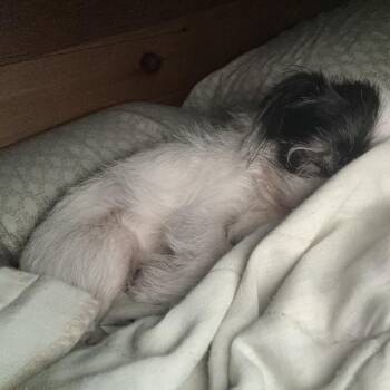 Georgia -  Chihuahua Dog for Adoption in Tunkhannock, Pennsylvania - Georgia | PetCurious