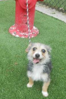 Milly -  Terrier and Yorkshire Terrier Dog for Adoption in Farmers Branch, Texas - Milly | PetCurious