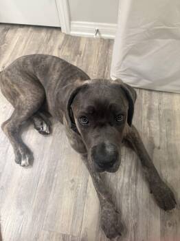 Ares -  Cane Corso Dog for Adoption in Glendale, Arizona - Ares | PetCurious