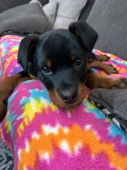 Rottweiler Dogs Available for Adoption - Isaac | PetCurious