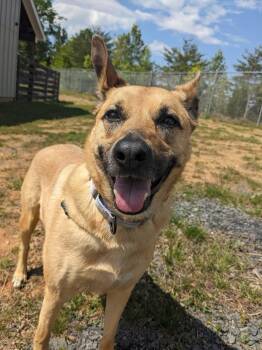German Shepherd Dog Dogs Available for Adoption in Manassas, Virginia - Charli (ID 51261) | PetCurious
