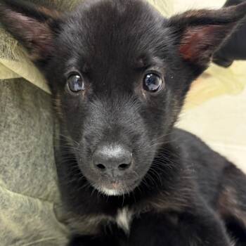 Orion -  Mixed Breed Dog for Adoption in Murray, Utah - Orion | PetCurious
