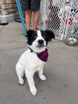 Retriever Dogs Available for Adoption - Tamanique | PetCurious