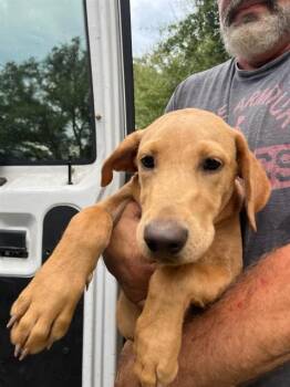 GIGGLEMUG -  Mixed Breed Dog for Adoption in Fort Walton Beach, Florida - GIGGLEMUG | PetCurious
