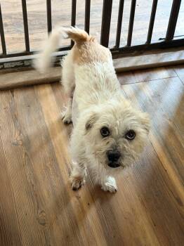Princess -  Terrier Dog for Adoption in Holly Springs, North Carolina - Princess | PetCurious