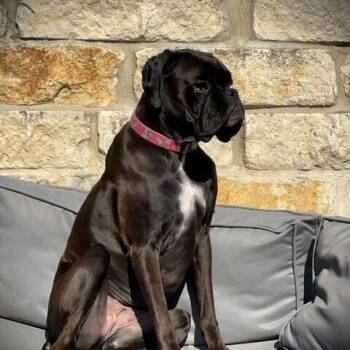 Ravyn -  Boxer Dog for Adoption in Hewitt, Texas - Ravyn | PetCurious
