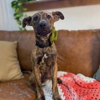 Dutch Shepherd and Terrier Dogs Available for Adoption in Friendswood, Texas - Malik Joy | PetCurious