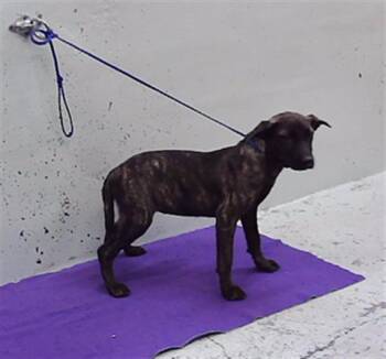 A2097276 -  Staffordshire Bull Terrier and Mixed Breed Dog for Adoption in Houston, Texas - A2097276 | PetCurious