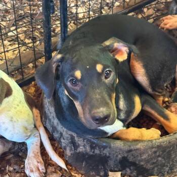 Major -  Pit Bull Terrier Dog for Adoption in Anahuac, Texas - Major | PetCurious