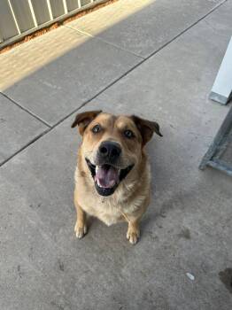 Rescue Labrador Retriever Dogs for Adoption in Baudette, Minnesota - TREVOR | PetCurious