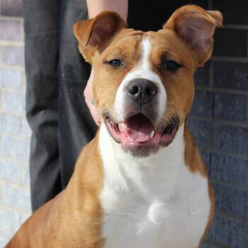 Rescue Boxer Dogs for Adoption in Mcpherson, Kansas - Rowdy | PetCurious