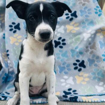 Chihuahua Dogs Available for Adoption in St. Augustine, Florida - Cleo | PetCurious