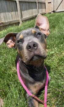 Rescue Pit Bull Terrier Dogs for Adoption in Cedar Rapids, Iowa - Kenny | PetCurious