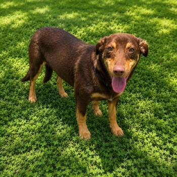 MARY JANE -  Terrier Dog for Adoption in Vaughan, Ontario - MARY JANE | PetCurious