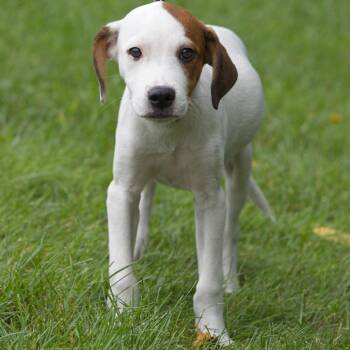 Apollo -  Mixed Breed Dog for Adoption in South Elgin, Illinois - Apollo | PetCurious