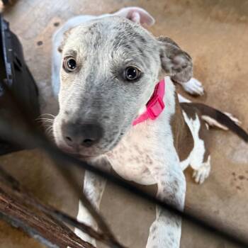 Pebble -  Mixed Breed Dog for Adoption in Lake Jackson, Texas - Pebble | PetCurious
