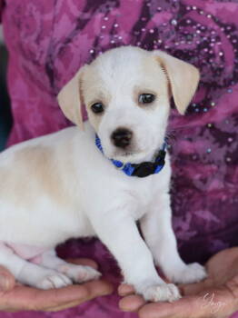 Rescue Chihuahua Dogs for Adoption in Montgomery, Texas - Yogi | PetCurious