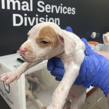 6861 -  Mixed Breed Dog for Adoption in Columbus, Georgia - 6861 | PetCurious
