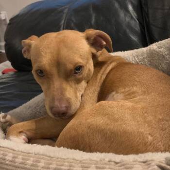 Sapphire -  Terrier and Mixed Breed Dog for Adoption in Little Rock, Arkansas - Sapphire | PetCurious