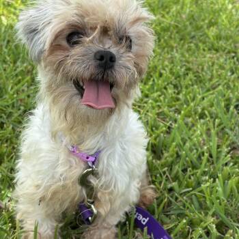 Spring -  Shih Tzu Dog for Adoption in Pearland, Texas - Spring | PetCurious