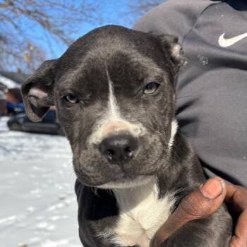 Pit Bull Terrier Dogs Available for Adoption - Deena | PetCurious