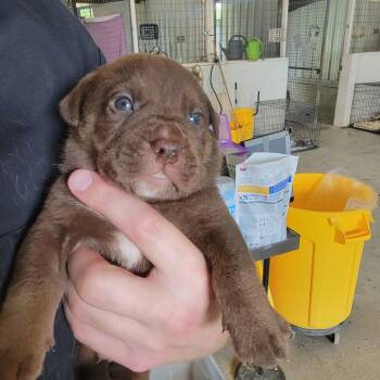 Moose -  Mixed Breed Dog for Adoption in Leander, Texas - Moose | PetCurious