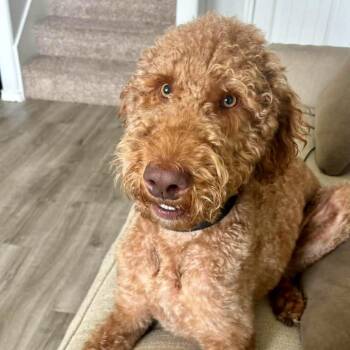 Archie Don -  Standard Poodle and Labrador Retriever Dog for Adoption in Ennis, Texas - Archie Don | PetCurious