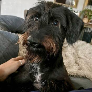 Rescue Schnauzer and Dachshund Dogs for Adoption in Rockwall, Texas - Coleson (Cole) | PetCurious