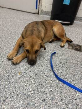 Rescue Mixed Breed Dogs for Adoption in Knoxville, Tennessee - Connie | PetCurious