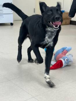 Labrador Retriever and Spaniel Dogs Available for Adoption - Karma  | PetCurious