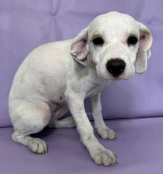 Rescue Beagle and Labrador Retriever Dogs for Adoption in Morton Grove, Illinois - Bean | PetCurious