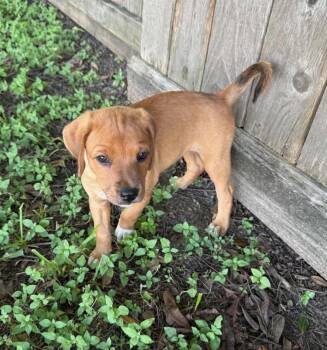 June Bug -  Shepherd Dog for Adoption - June Bug | PetCurious