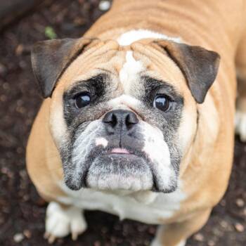 Foofa -  English Bulldog Dog for Adoption in Middletown, Rhode Island - Foofa | PetCurious