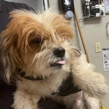 Trex -  Mixed Breed Dog for Adoption in Yuma, Arizona - Trex | PetCurious
